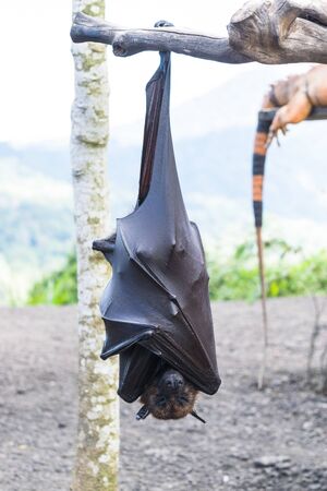 Bat hanging from the tree branch, Indonesia bat - Also known as great flying foxの写真素材