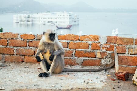 Portrait of a funny hungry macaque with a bite of banana in his handの写真素材