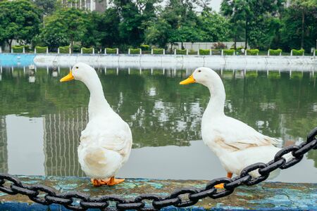 two white ducks stand next to a pond or lakeの写真素材