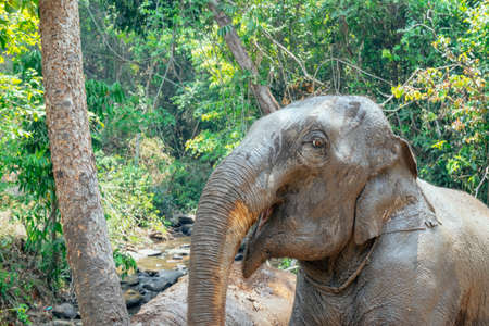 Asian Elephant in a nature river at deep forest in Thailandの写真素材