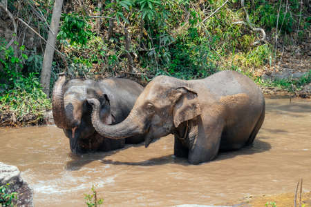 Asian Elephant in a nature river at deep forest, Thailandの写真素材