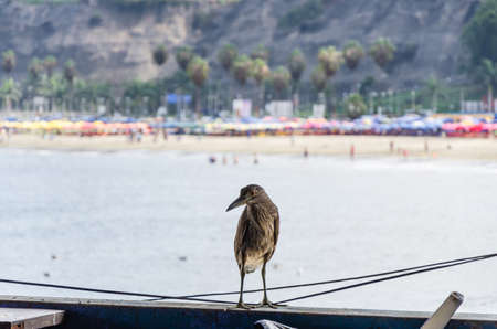 Seagull standing on a wooden beam with the background of a beach.の写真素材