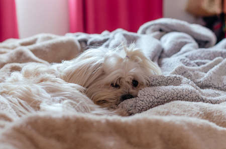 Cute Maltese puppy sleeping between the covers of a human bed looking at the camera.の写真素材