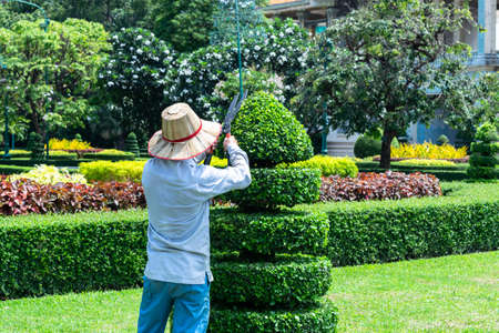Senior man pruning tree in orchard. Gardening at spring.の写真素材