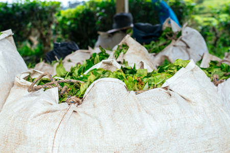 Sack of a tea plantation in Cameron Highlands, Malaysia.の写真素材