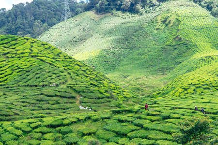 Tea Plantation in the Cameron Highlands, Malaysia.の写真素材