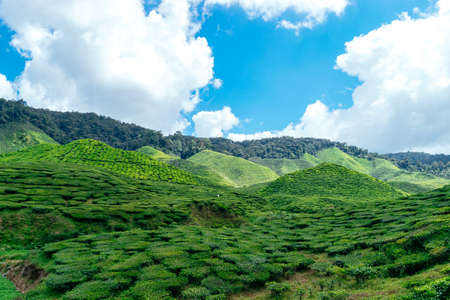 Tea Plantation in the Cameron Highlands, Malaysia.の写真素材