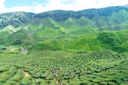 Tea Plantation in the Cameron Highlands, Malaysia.