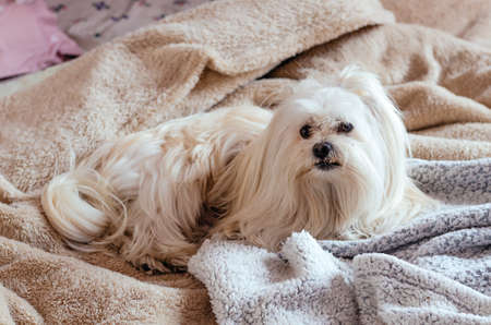 Cute Maltese puppy sleeping between the covers of a human bed looking at the camera