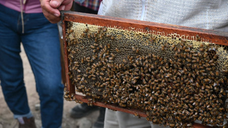 A beekeeper holds a frame with bees. Honey production. Apiary in nature. Natural food. bees on...