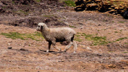 Lone sheep grazing in arid landscapeの写真素材
