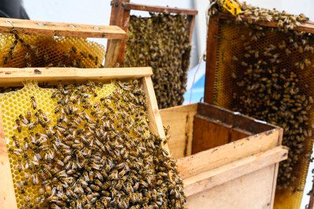 Beekeeper harvesting honeycomb from beehive using smoker in apiary
