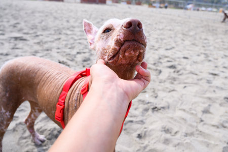 Owner petting hairless xoloitzcuintli dog on the beachの写真素材