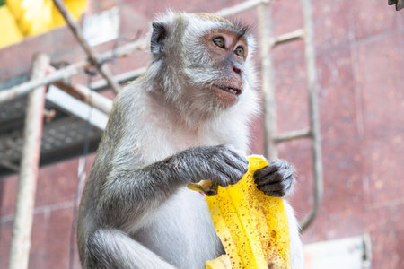 Monkey sitting and peeling banana in kuala lumpur malaysiaの写真素材
