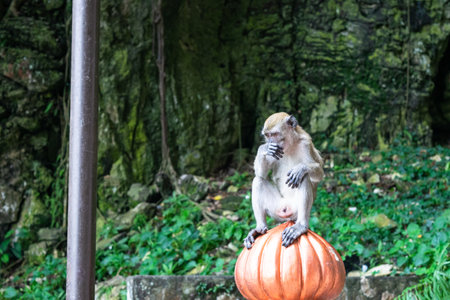 Monkey sitting on orange dome is scratching its noseの写真素材