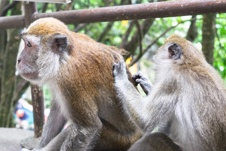 Monkey grooming another monkey in kuala lumpurの写真素材