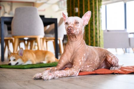 Xoloitzcuintli dog relaxing on mat in pet friendly officeの写真素材