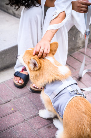 Woman petting her corgi dog wearing a harness and leash outdoorsの写真素材