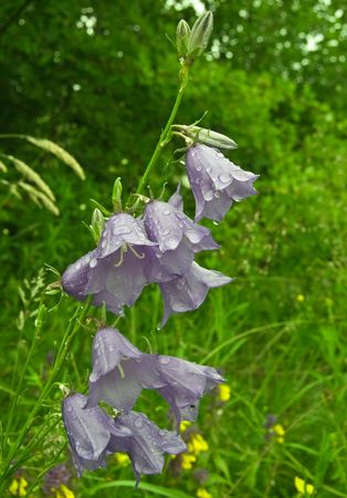 flowers are campanellis after a rainの写真素材