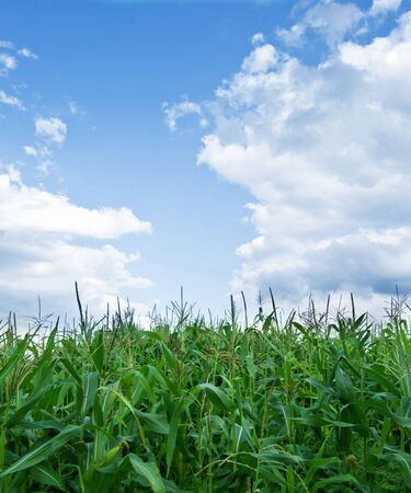 plantation of corn is on a background skyの写真素材
