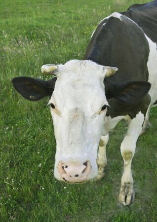 a cow is on a green meadowの写真素材