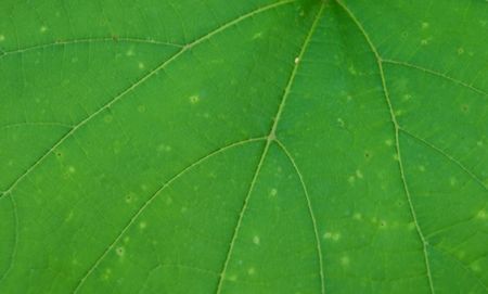 Leaf surface