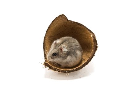 hamster is in a coconut on whiteの写真素材