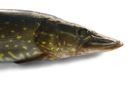 pike on a white backgroundの写真素材
