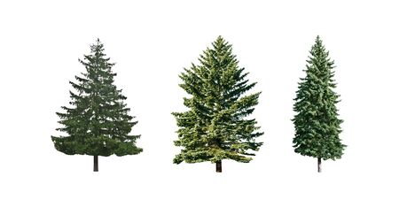 three pine trees is isolated on a white backgroundの写真素材