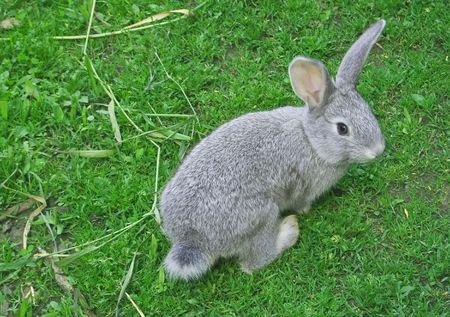 little rabbit is on a pastureの写真素材