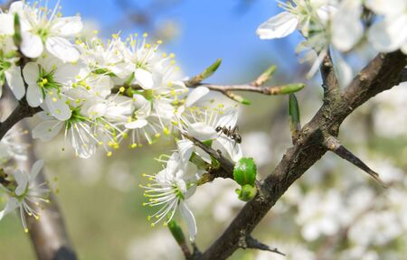 Flowering of cherry and ant is on a branchの写真素材