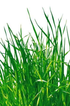 a green grass is isolated on a white backgroundの写真素材