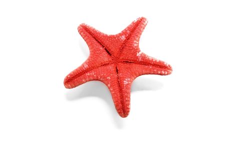 starfish on a white background