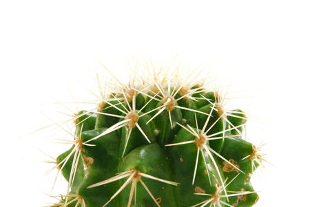 cactus is isolated on a white backgroundの写真素材