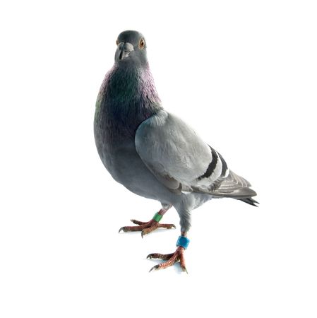 one grey pigeon isolated on white backgroundの写真素材