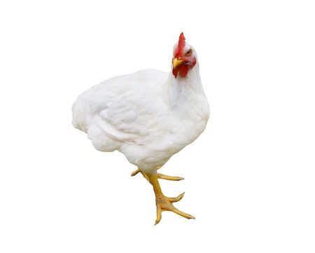 white hen isolated on white backgroundの写真素材