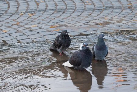 three pigeons bath in puddleの写真素材