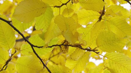 yellow leaves are on branchesの写真素材