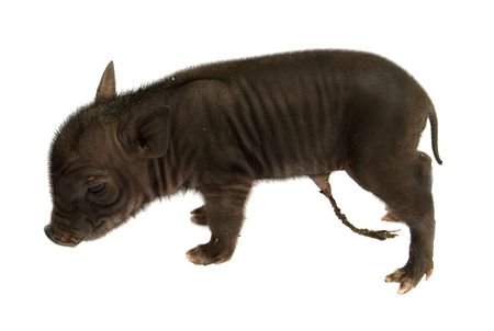 black young pig is isolated on whiteの写真素材
