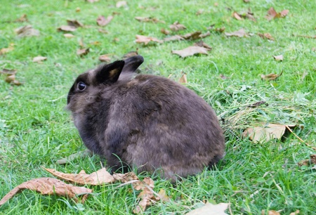 little rabbit is on a pastureの写真素材