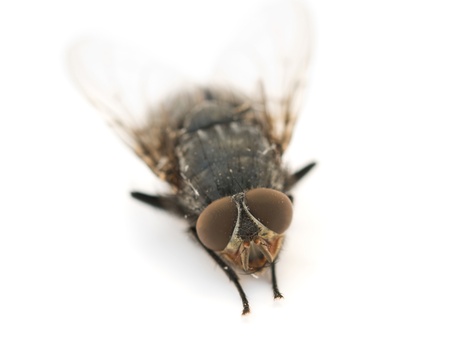 fly is isolated on a white backgroundの写真素材