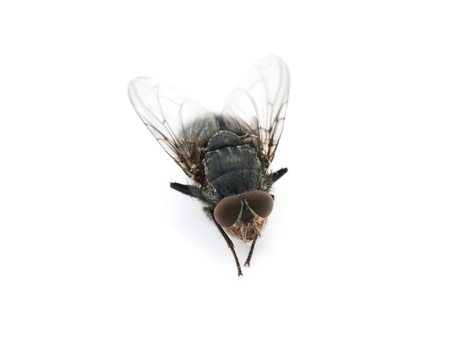 fly is isolated on a white backgroundの写真素材