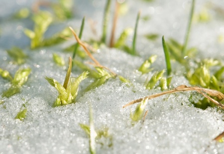 grass in snow - a close-upの写真素材
