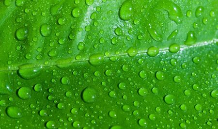 drops of water are on a leaf
