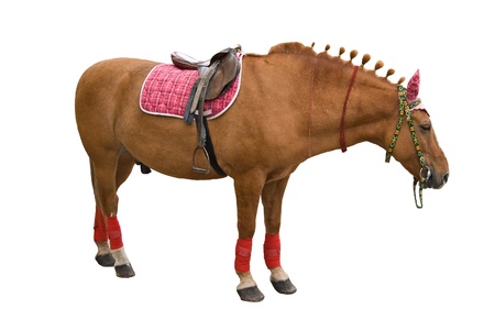 sorrel stallion isolated on whiteの写真素材