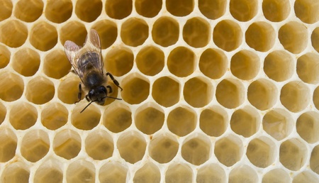 a bee fills honeycombs fresh honey