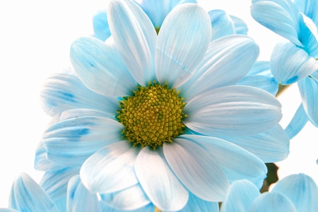 blue flower is isolated on a white background
