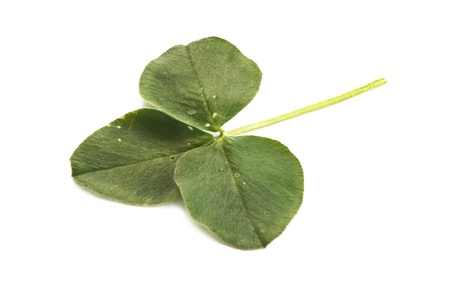 clover isolated on a white backgroundの写真素材