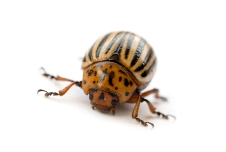 Colorado beetle against white background