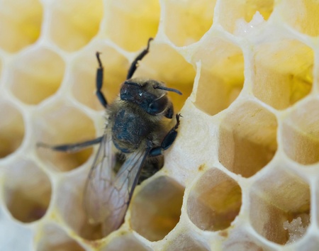 a bee fills honeycombs fresh honey